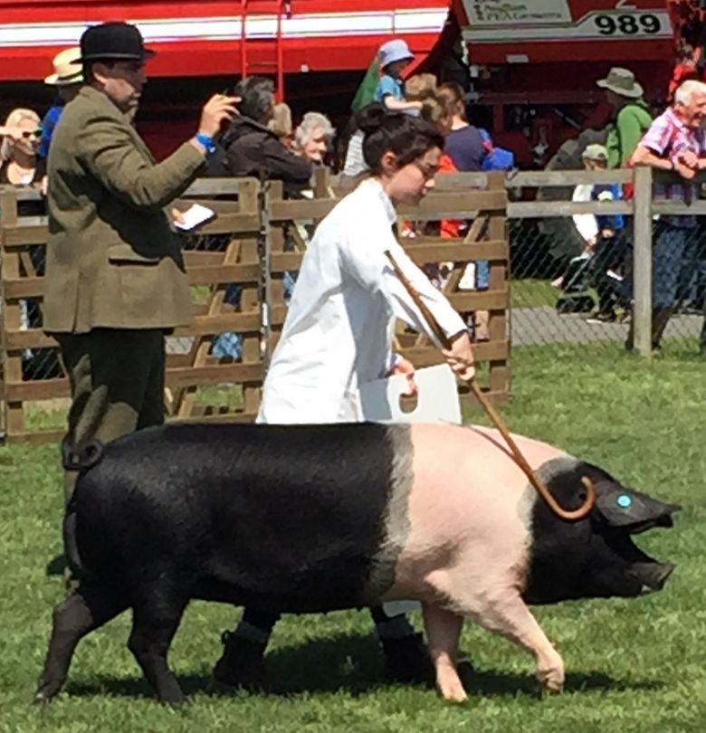 pig